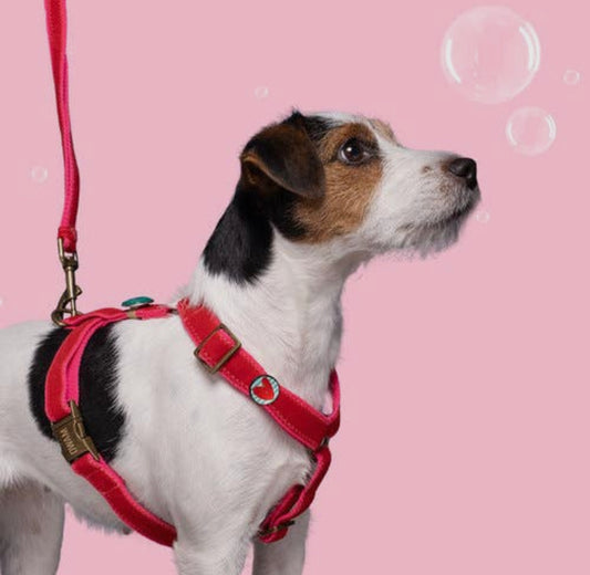 Set Pettorina e Guinzaglio | STREETWAER SNOOPY