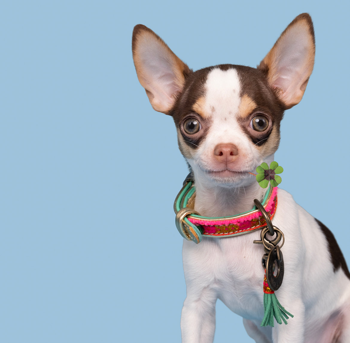 Collare per Mini Dog | LIZZY