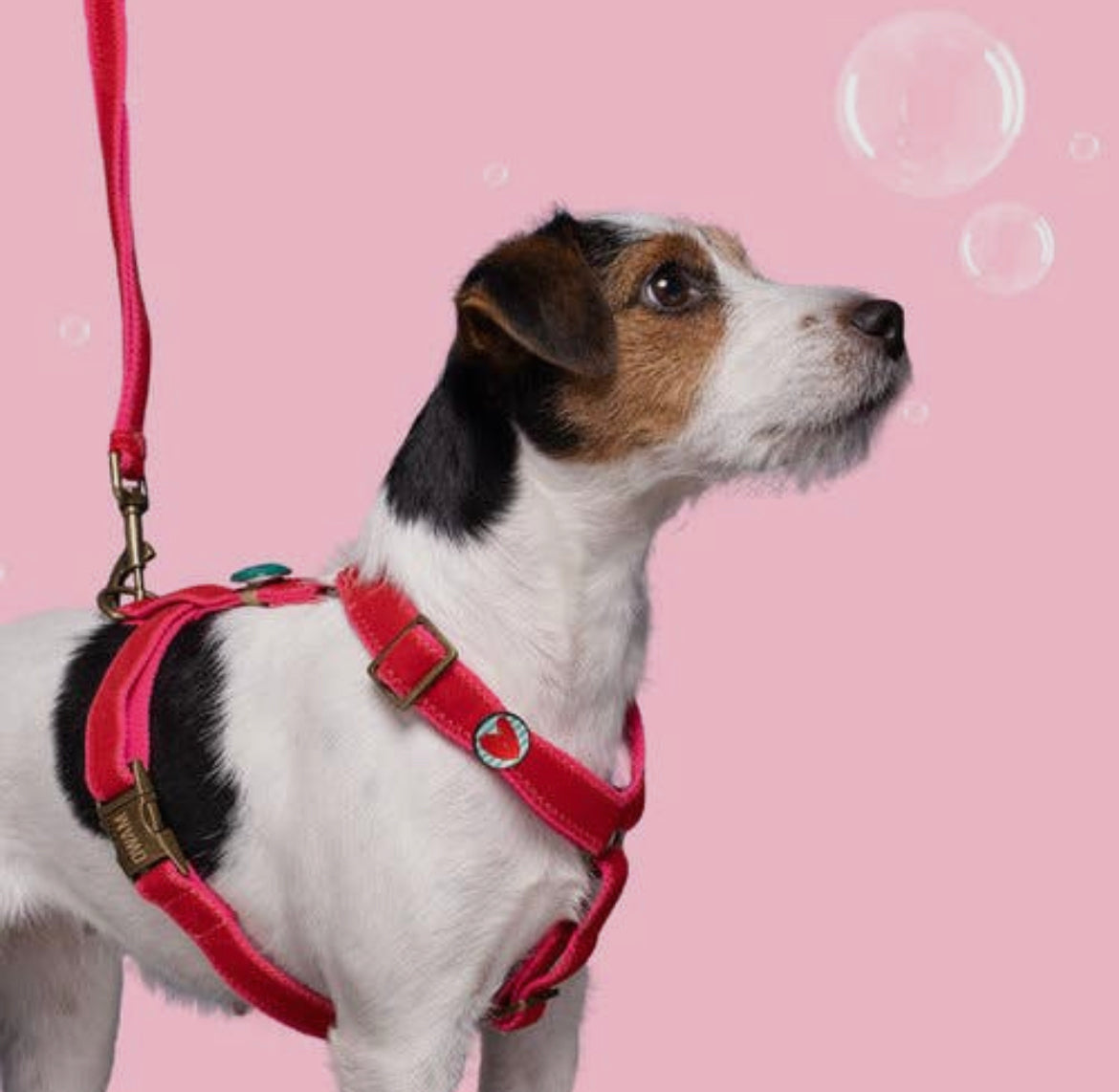 Set Pettorina e Guinzaglio | STREETWAER SNOOPY