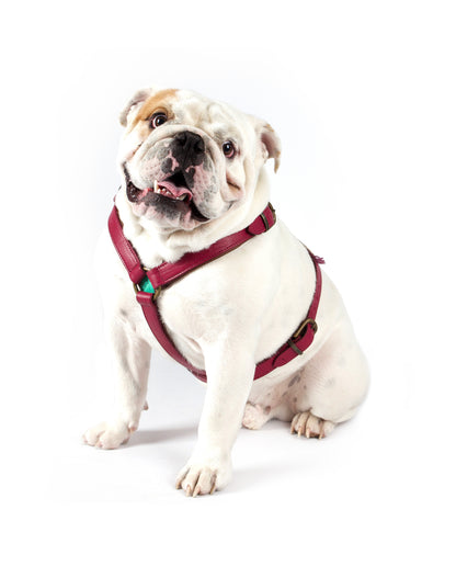 Pettorina per Cani | LOU LOU