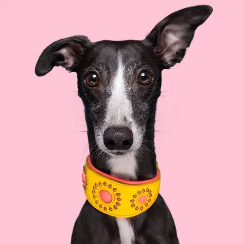 Collare per Levrieri | JESSY