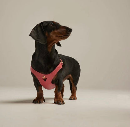 Pettorina | JUNO