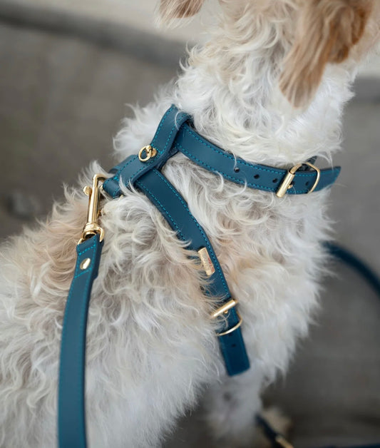 Set per Cani | NARA
