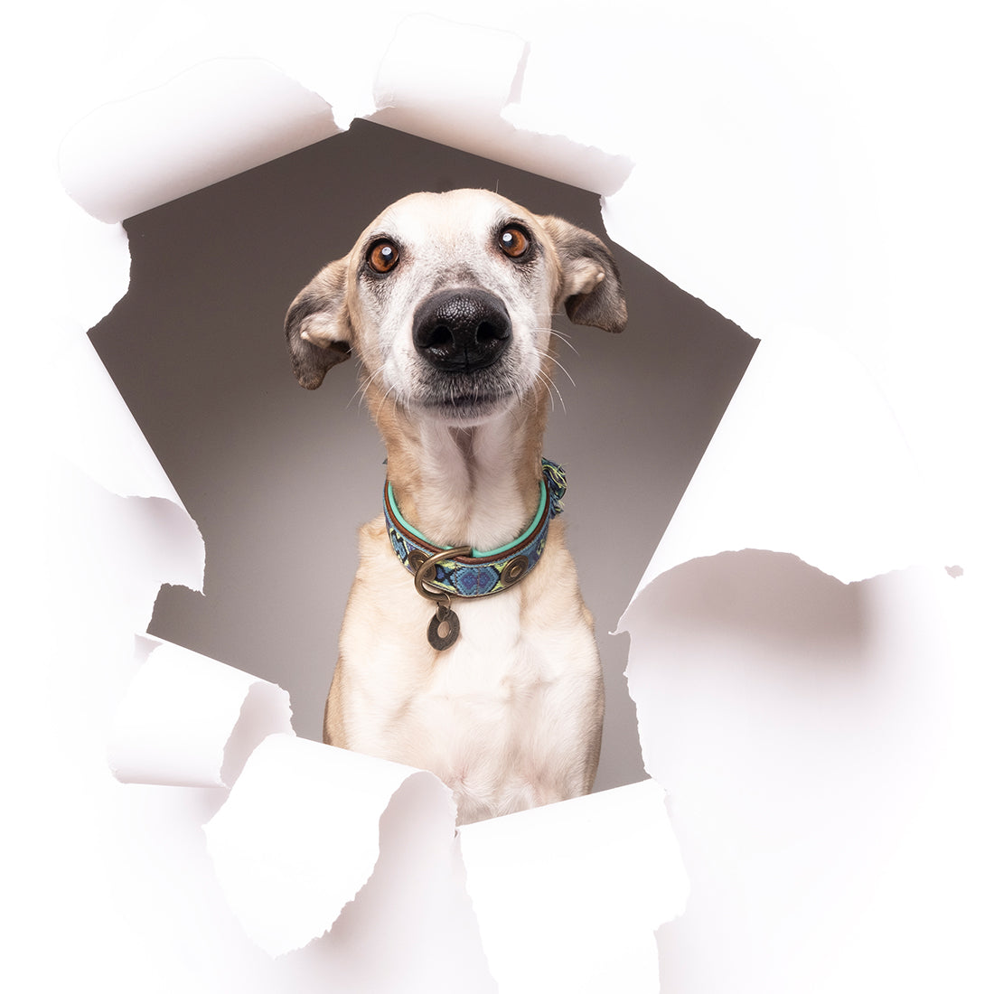 Collare per Cani | BOHO JUAN