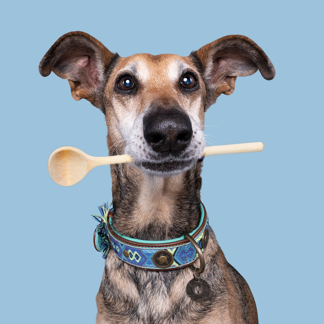 Collare per Cani | BOHO JUAN