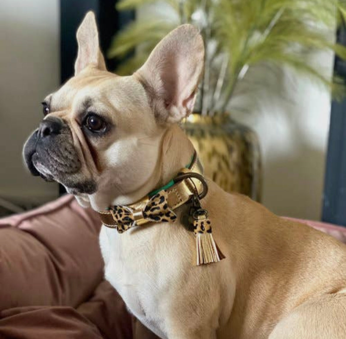 Collare per Cani | BLING