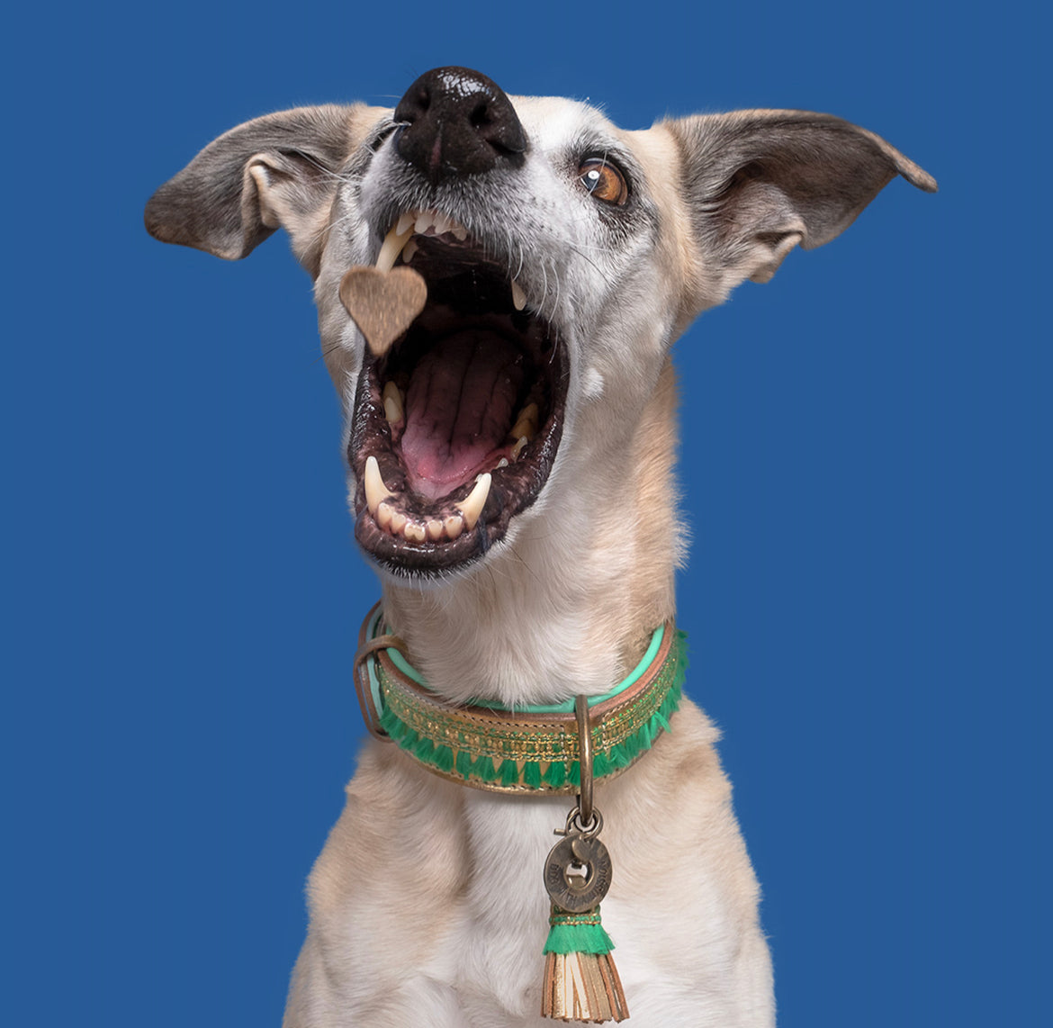 Collare per Cani | PARTY ANIMAL