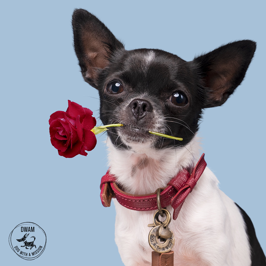 Collare per Cani | CITY BONNIE