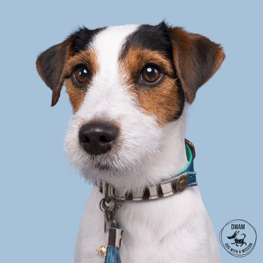 Collare per Cani | CHIC BOUTIQUE ZARA