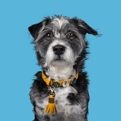 Collare per Cani | NEW YORK YANKEE