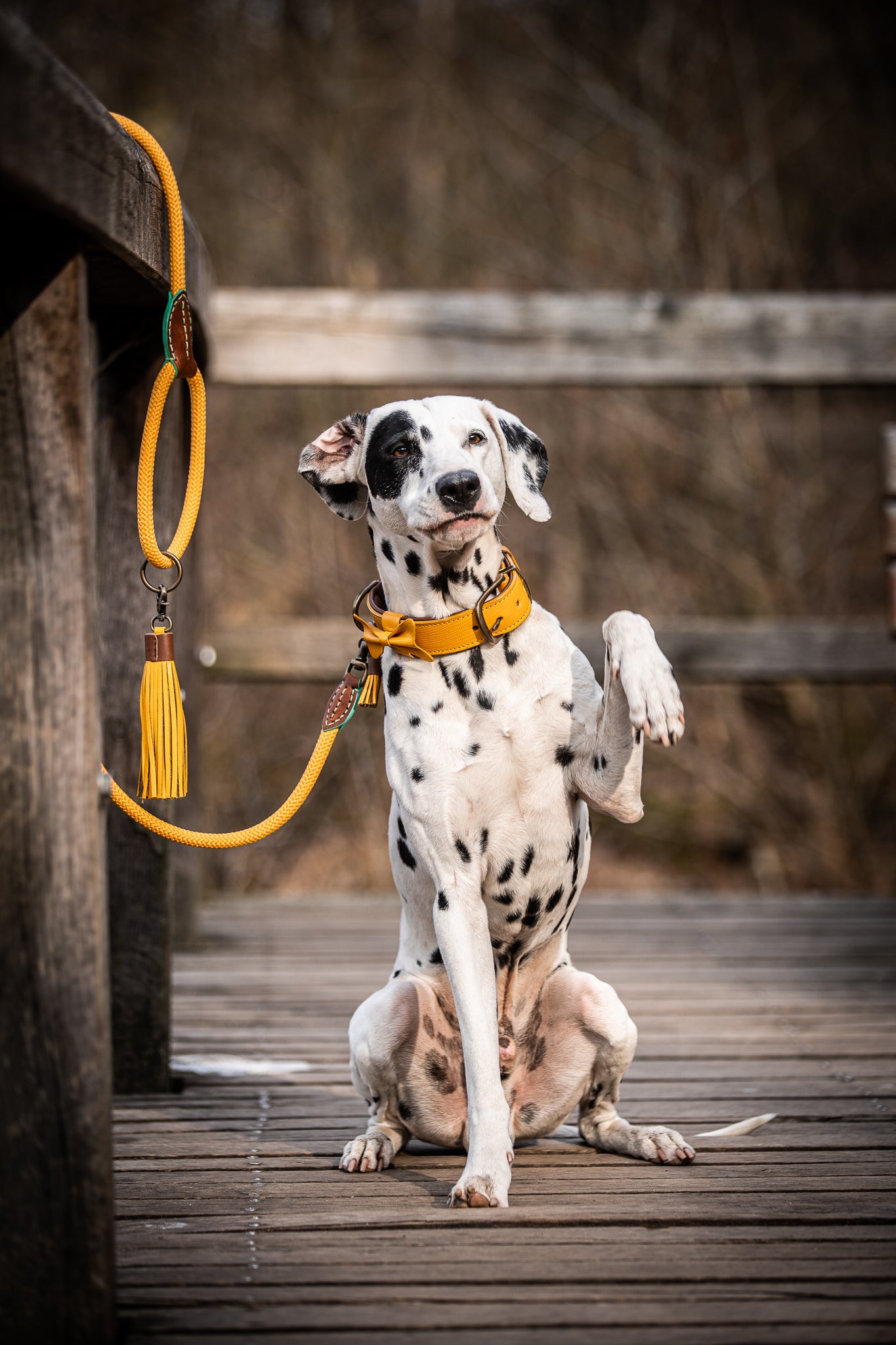 Collare per Cani | CITY BIBI