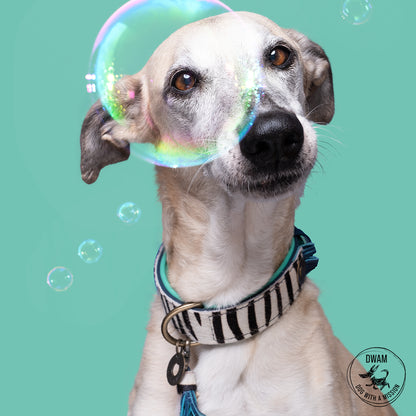 Collare per Cani | CHIC BOUTIQUE ZARA