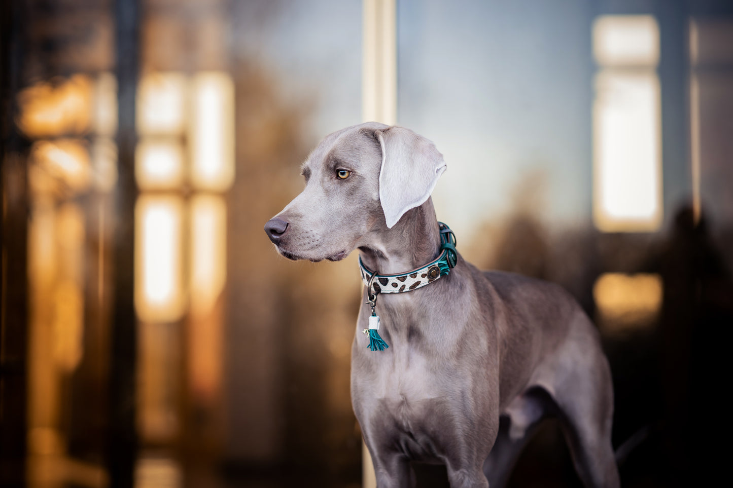 Collare per Cani | CHIC BOUTIQUE IVY