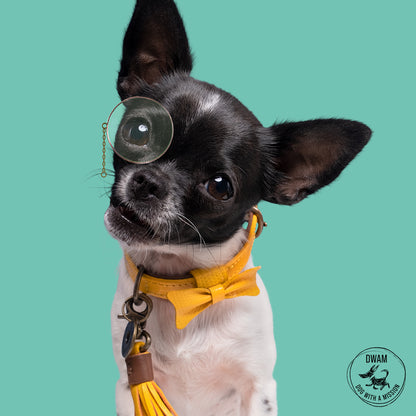 Collare per Cani | CITY BIBI