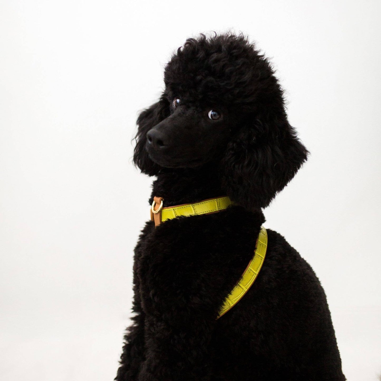 Pettorina | LIA VERDE LIME