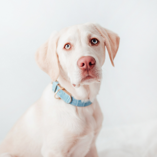 Collare per Cani | LIA